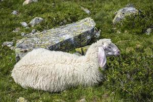 schapen grazen in Tirol foto