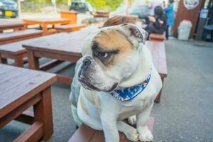 verdrietig hond gezicht zittend Aan de stoel foto