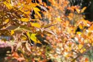 kleurrijk bomen, mooi rood en geel bladeren in herfst seizoen, kyushu, Japan foto