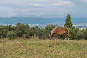 groen gras veld- met ook berg achtergrond en paard, ook, kumamoto, kyushu, Japan foto