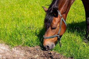 close-up van het hoofd van het paard dat gras eet foto