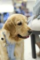 gouden retriever puppy op zoek Aan kant met hond riem foto