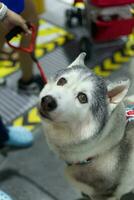 oud schattig Siberisch schor hond kijken omhoog zittend Aan de verdieping foto