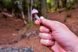 wild champignons foto