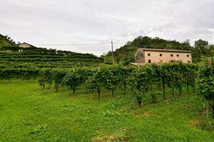 wijngaard boerderij visie foto