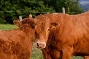 boerderij koeien samen foto