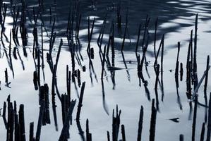 droge stengels aan de oever van het meer foto