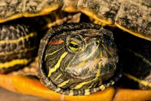 weinig schildpad detailopname foto