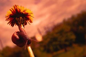 Bourgondische slak bij zonsondergang in donkerrode kleuren en in een natuurlijke omgeving foto