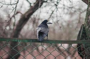 zwarte kraai op ijzeren hek foto