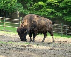 bizon in een natuur reserveren. foto