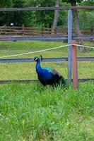 Pauw vogel in een lokaal omgeving gelegen in targul mures. foto