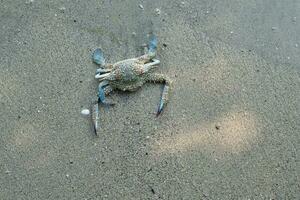 blauw krab drijvend Aan de strand. drijvend krabben Bij laag tij foto