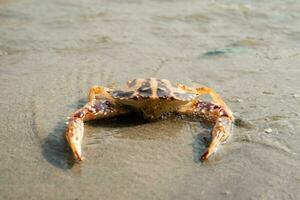 schattig rood krab Aan de zanderig strand. krab drijvend Bij laag tij foto