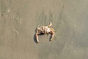 schattig rood krab Aan de zanderig strand. krab drijvend Bij laag tij foto