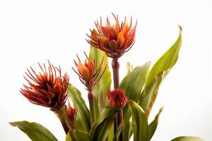 scadoxus multiflorus fabriek Aan wit achtergrond. generatief ai foto