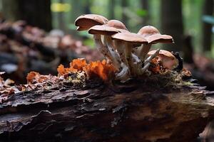 Tondel schimmel, ook bekend net zo paard hoef schimmel, groeit Aan oud bomen. generatief ai foto