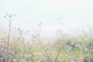 leven voorjaar bloem ochtend- schoonheid verandering zomer foto