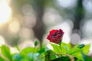 hibiscus in natuur bokeh achtergrond foto