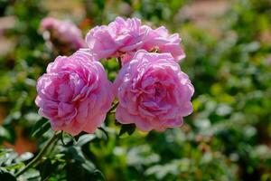 roos roze bloem in tuin foto