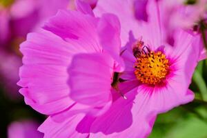 bij zoeken voor nectar Aan de kosmos bloem stuifmeel foto