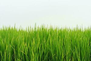 gras groen natuur Aan wit achtergrond foto