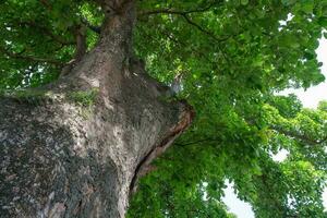 bodem visie van bomen, takken, weelderig groen bladeren foto