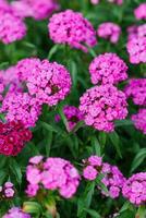 mooi helder roze bloemen van Turks anjer in de zomer tuin foto