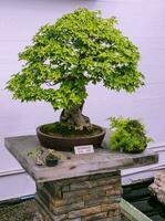 een heel oud bonsai boom staand Aan een steen pijler binnen een bonsai tuin foto