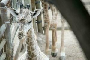 beeld van een nieuwsgierig baby giraffe Bij een dieren in het wild heiligdom foto
