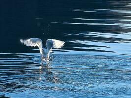 meeuwen duurt uit in de fjord. water druppels plons in dynamisch beweging van zee vogel. foto