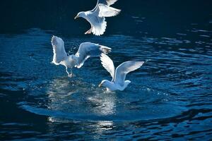 meeuwen duurt uit in de fjord. water druppels plons in dynamisch beweging van zee vogel. foto