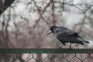 zwarte kraai op ijzeren hek foto