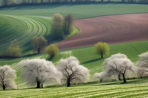bossig wit bomen Aan een landschap foto