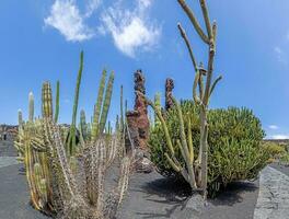 verschillend cactussen in een tuin Aan de kanarie eiland van Lanzarote foto