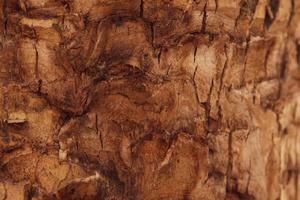 textuur achtergrond van de bruine schors van een boom