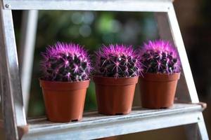 paarse cactussen in de vitrine