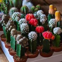 kleine maan cactus parodia afrikaanse melkboom cactus foto