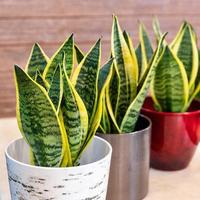 sansevieria trifasciata laurentii bonte slang plant in de pot close-up foto