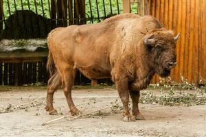 groot bruin buffel foto