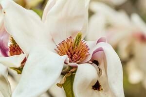macro bloeiend magnolia Aan een Afdeling foto