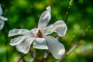 delicaat magnolia bloemen Aan een boom Afdeling in een zonnig voorjaar tuin foto