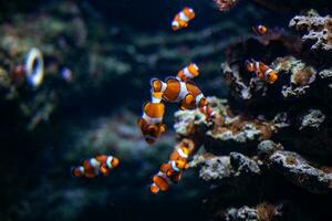 kleurrijk rif vis in de natuurlijk oceaan milieu Bij de dierentuin aquarium foto