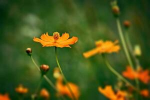 oranje bloemen in de zomer groen tuin Aan een zonnig dag foto