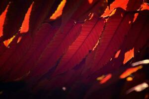 rood bladeren vormen een interessant en origineel herfst achtergrond Aan een zonnig dag foto