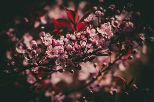 voorjaar boom vol van klein delicaat roze bloemen Aan een mooi warm zonnig dag foto