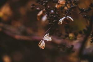 delicaat vergeten bruin bloemen in een donker herfst tuin foto