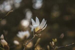 delicaat groot helder magnolia bloemen Aan een voorjaar boom in de warm zonneschijn foto