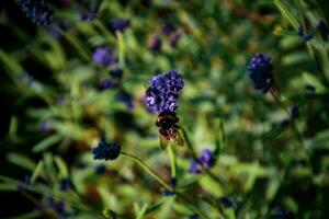 Purper zomer lavendel bloemen in de tuin tussen groen bladeren Aan een warm zonnig dag foto