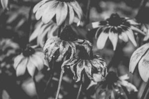 geel bloemen in de tuin in de warm zomer zon, foto